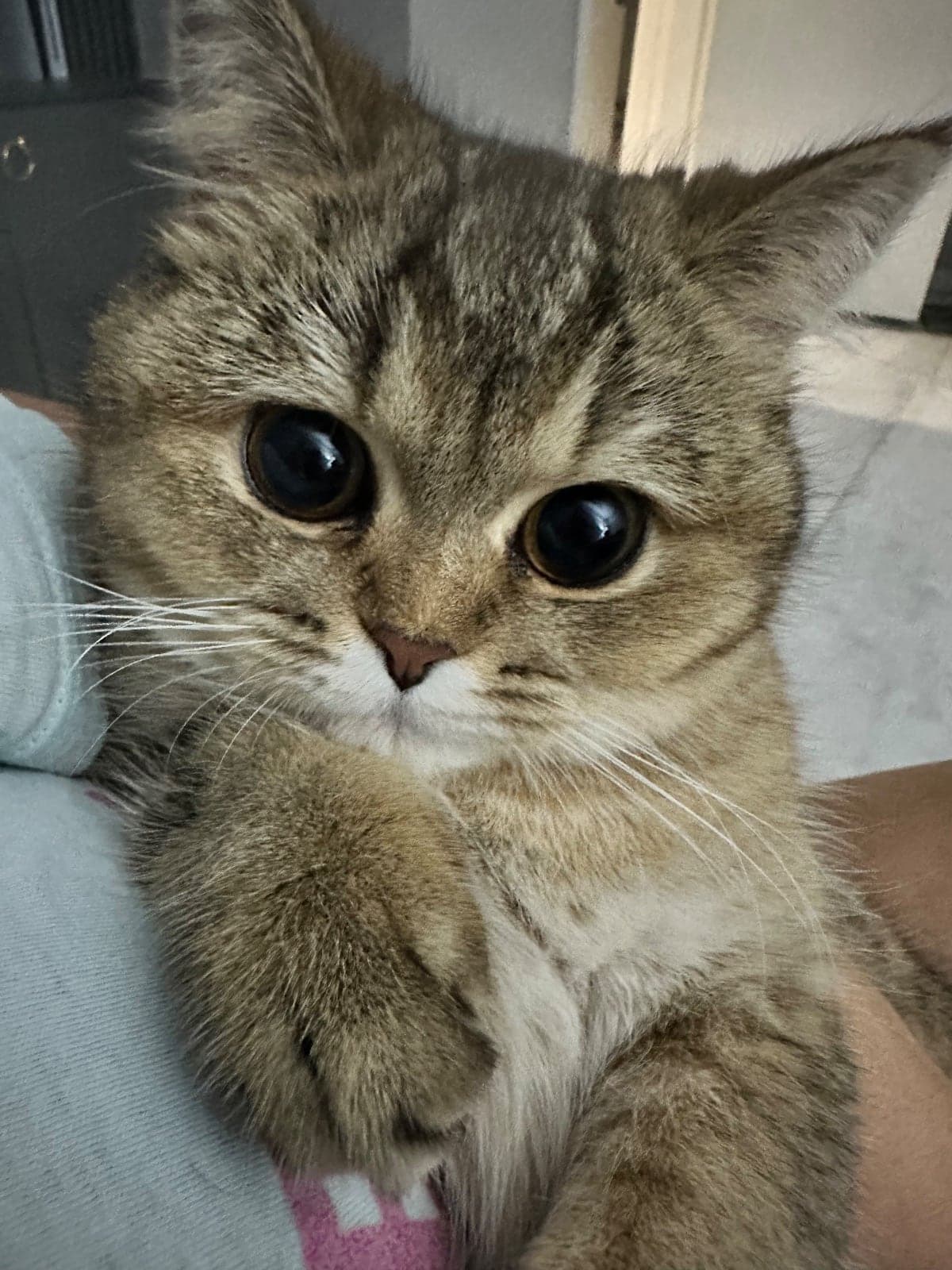 Fıstık British Shorthair Kedi, Eskişehir