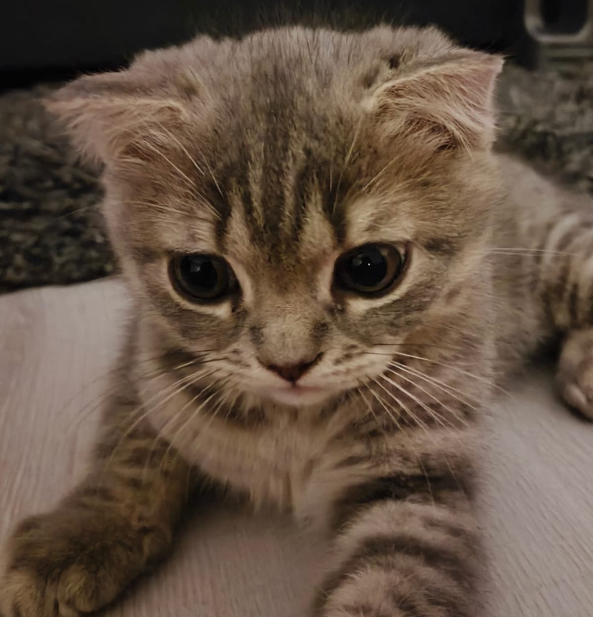 Bozok Scottish Straight Kedi, İzmir