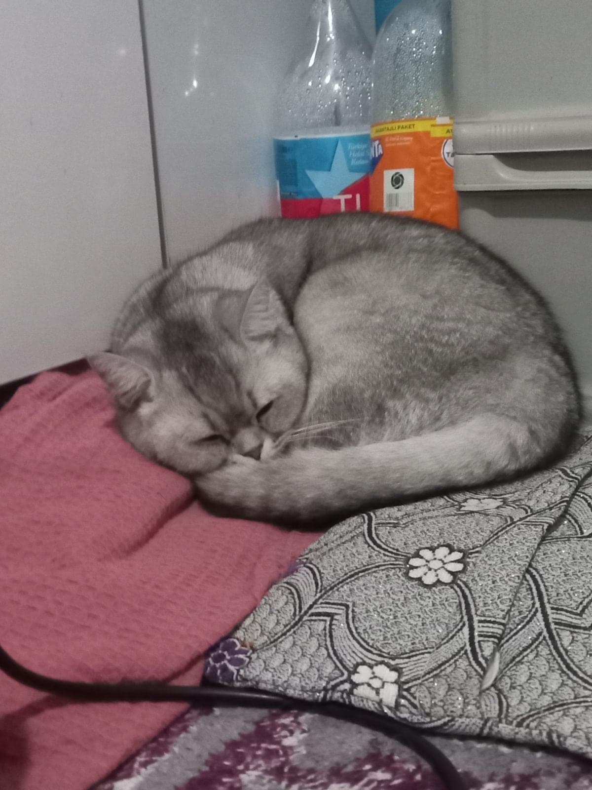 Melos British Longhair Kedi, Gaziantep