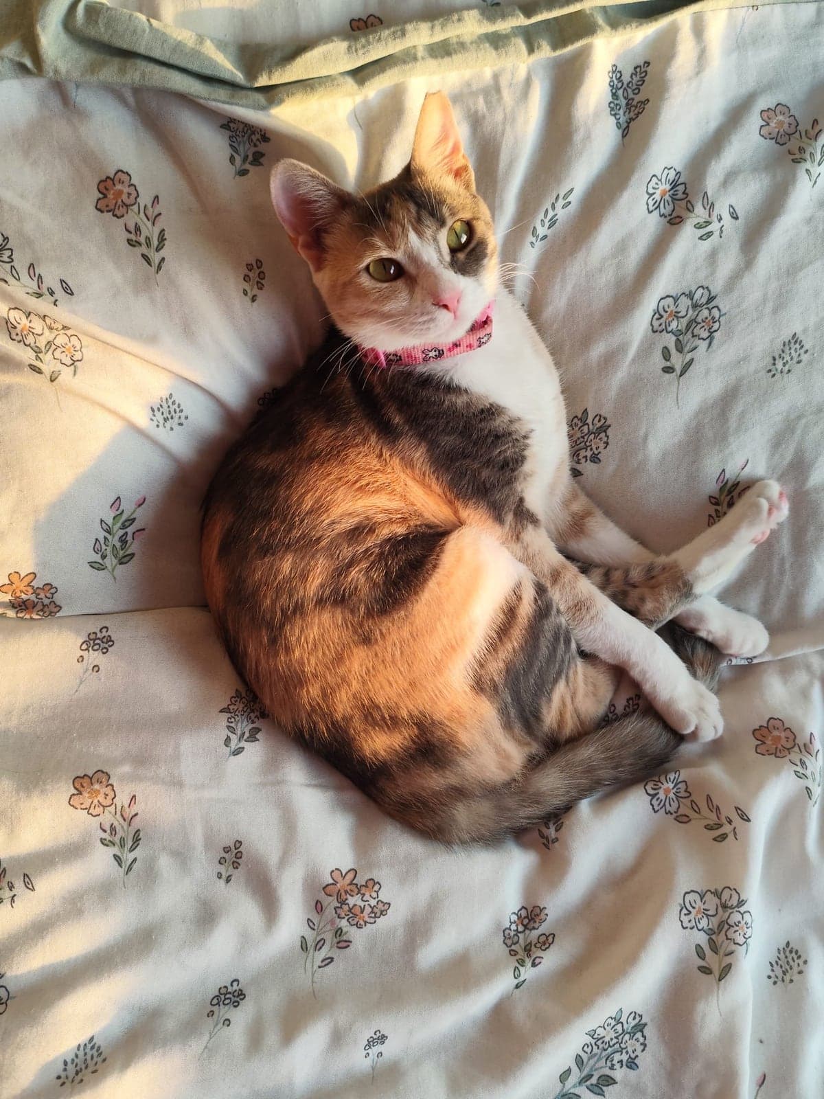 Hürrem Bilmiyorum Kedi, İzmir
