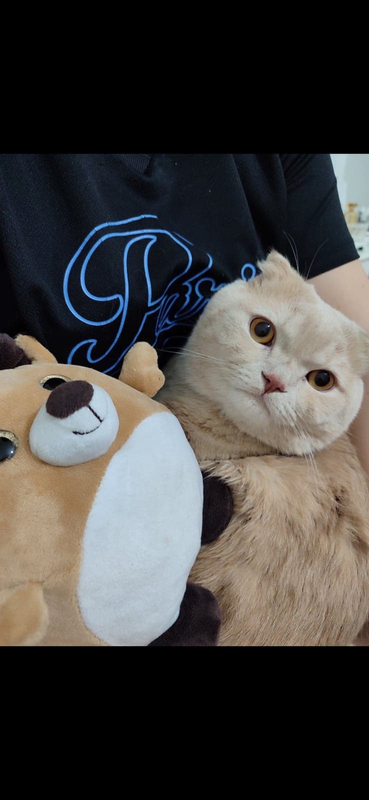Lucas Scottish Fold Kedi, Sivas