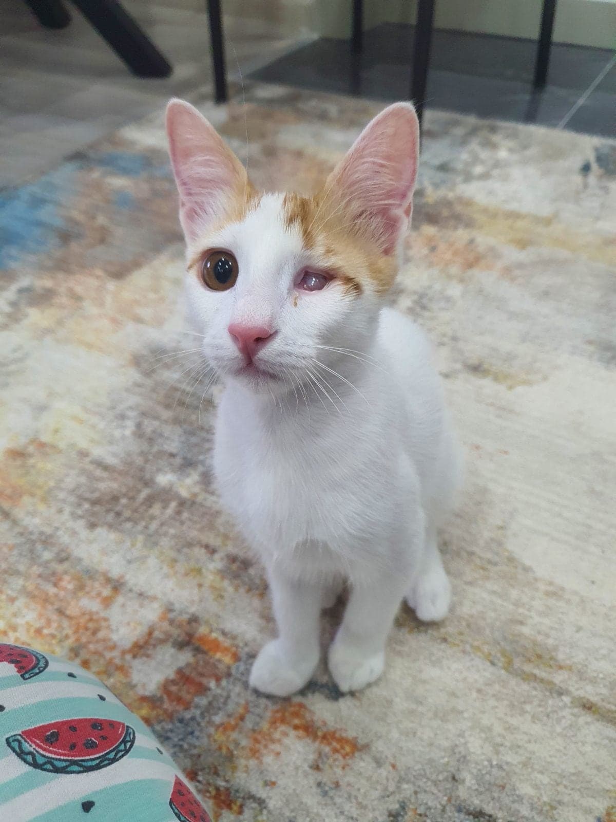 Leydi Tekir Kedi, Manisa