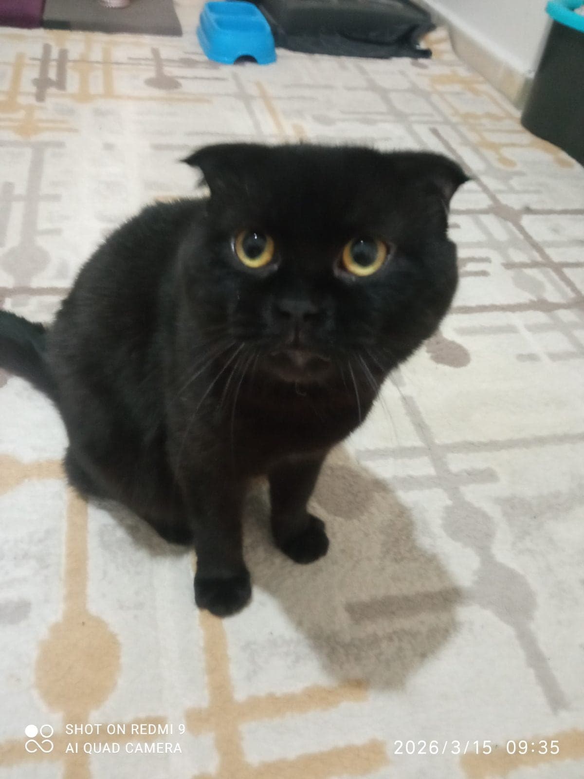Uzay Scottish Fold Kedi, Ankara