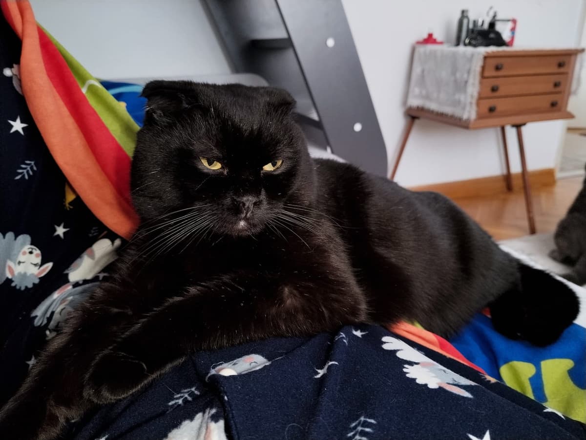 Uzay Scottish Fold Kedi, Ankara