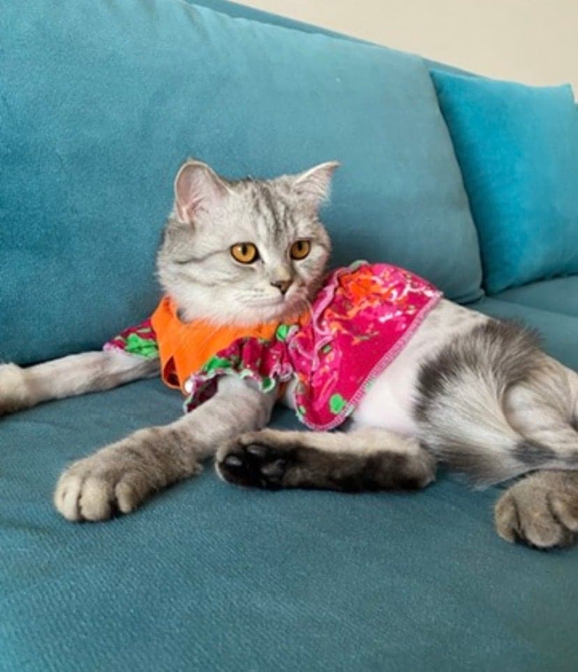Lina British Shorthair Kedi, Sakarya