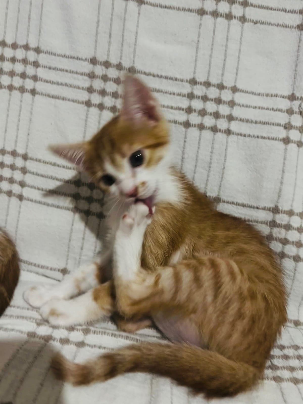 Simba Melez Kedi, İzmir