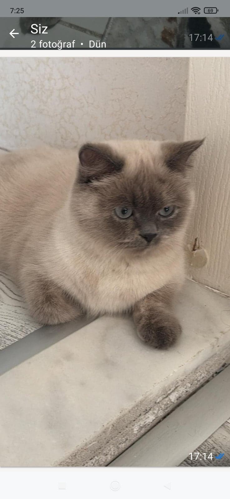 Mila Siyam Kedisi Kedi, İzmir