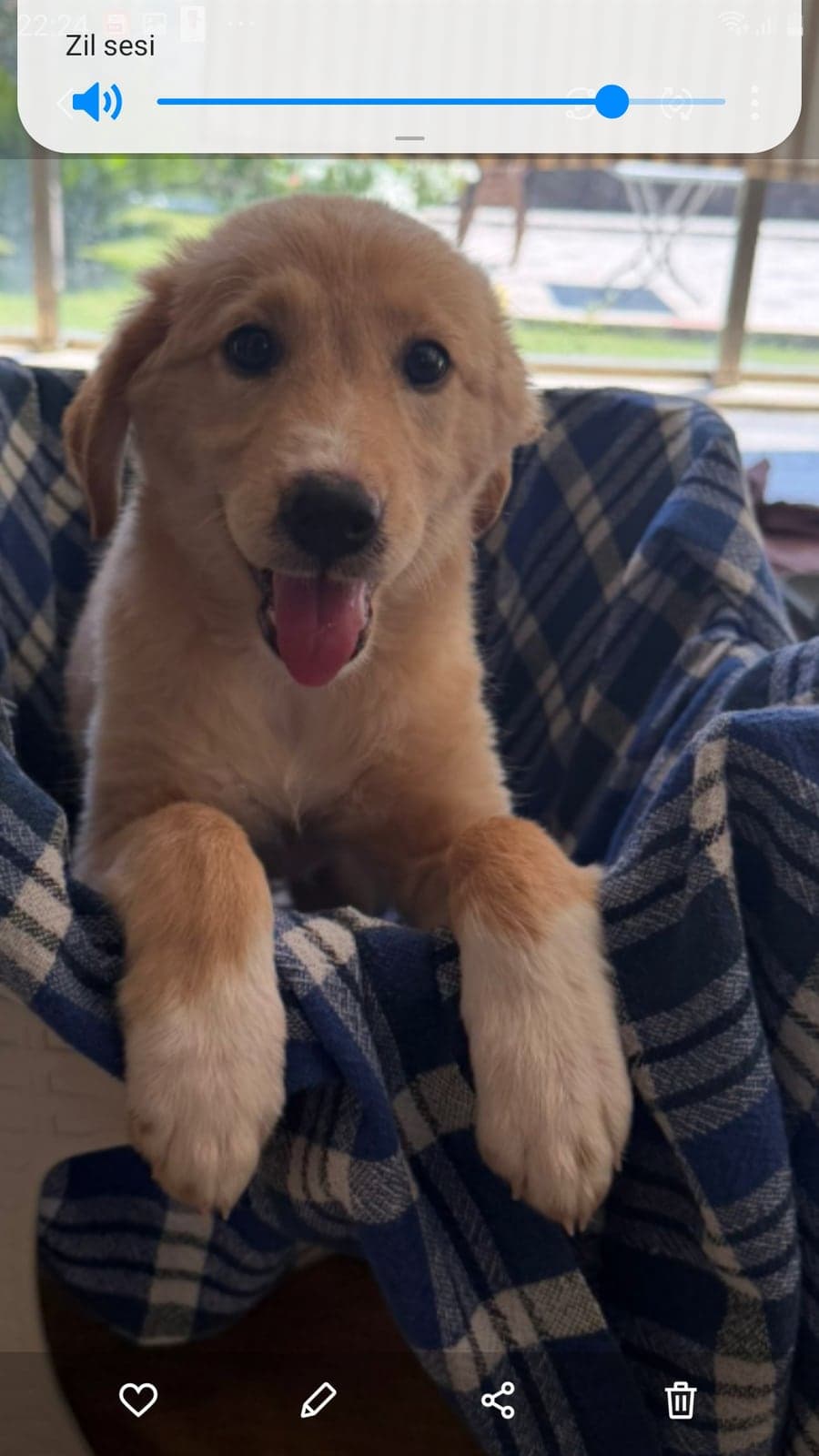 Küçük ırk Bilmiyorum Köpek, Muğla