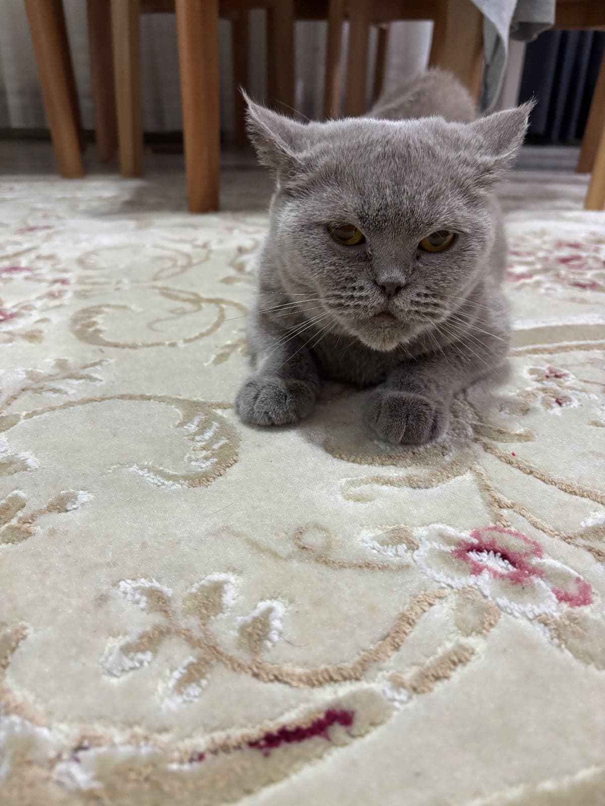 Duman British Shorthair Kedi, Eskişehir