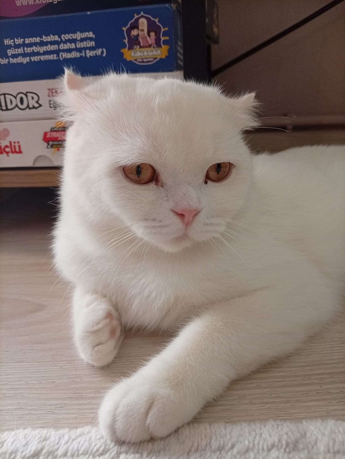 Pamuk Scottish Fold Kedi, İzmir