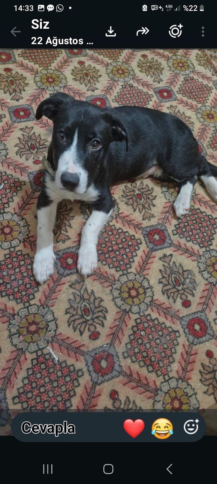 Kaju Melez Köpek, Ankara