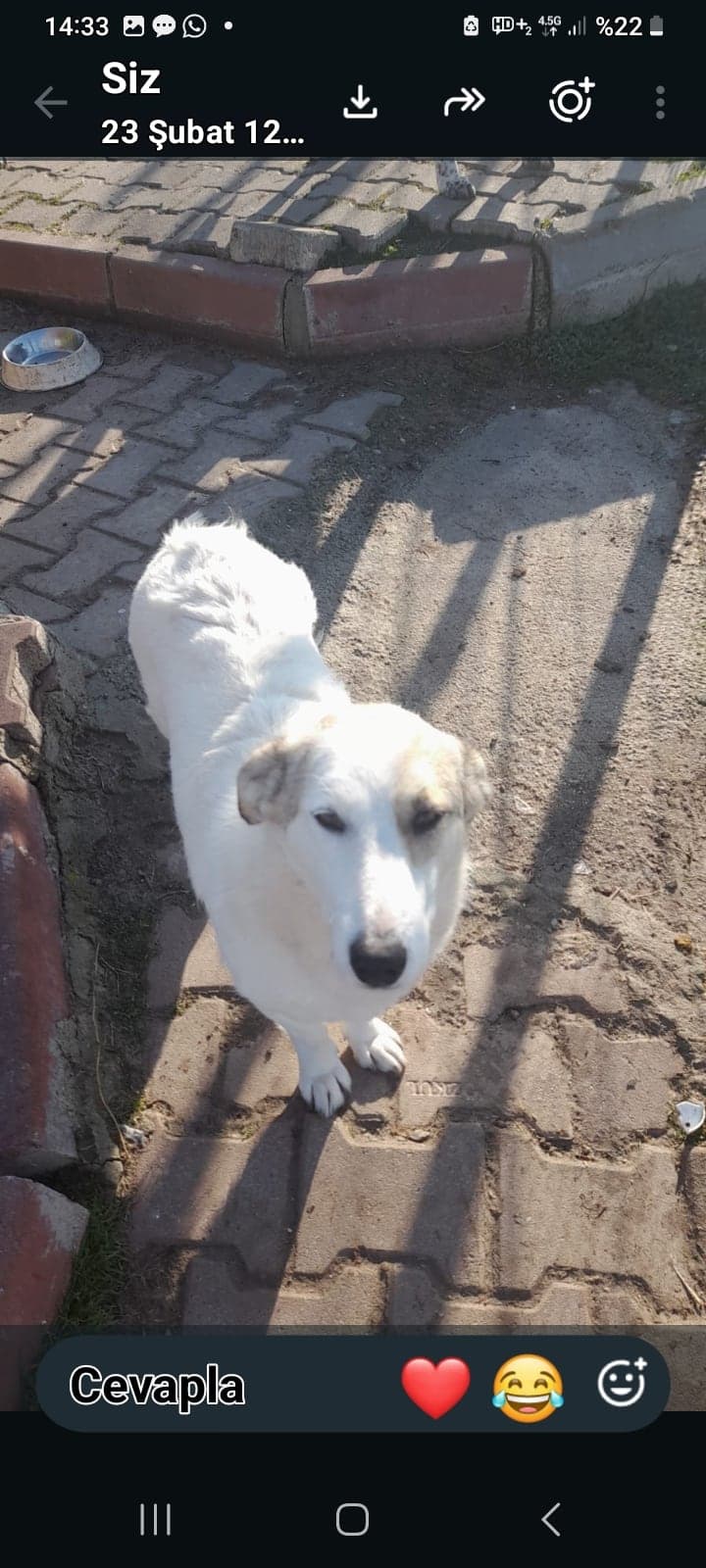 Badem Melez Köpek, Ankara