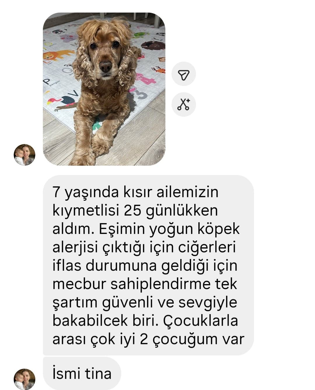 Tina Cavalier King Charles Spaniel Köpek, İzmir