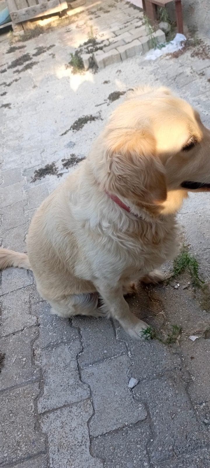 Raki Golden Retriever Köpek, Adana