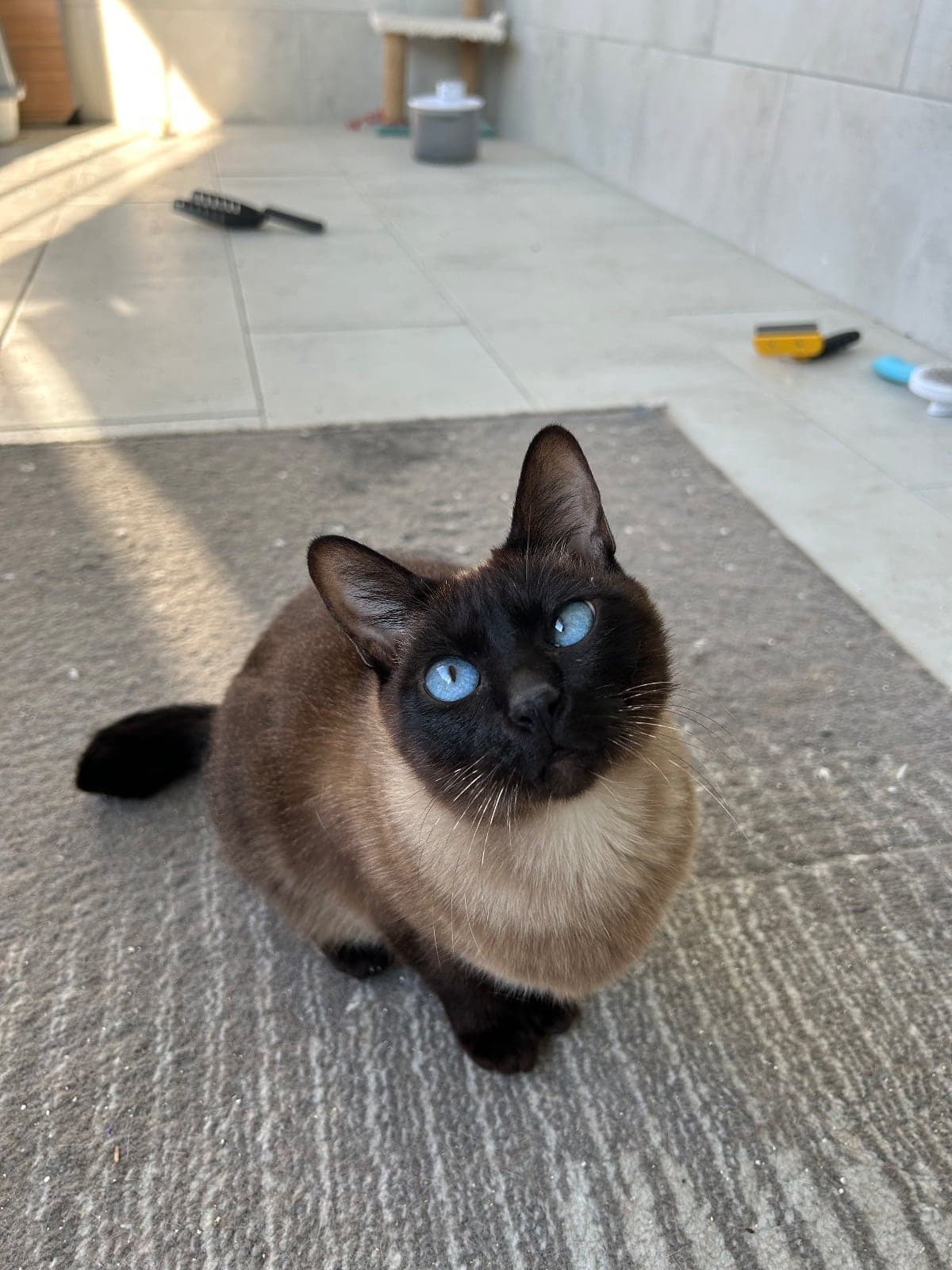 Safinaz Siyam Kedisi Kedi, Trabzon