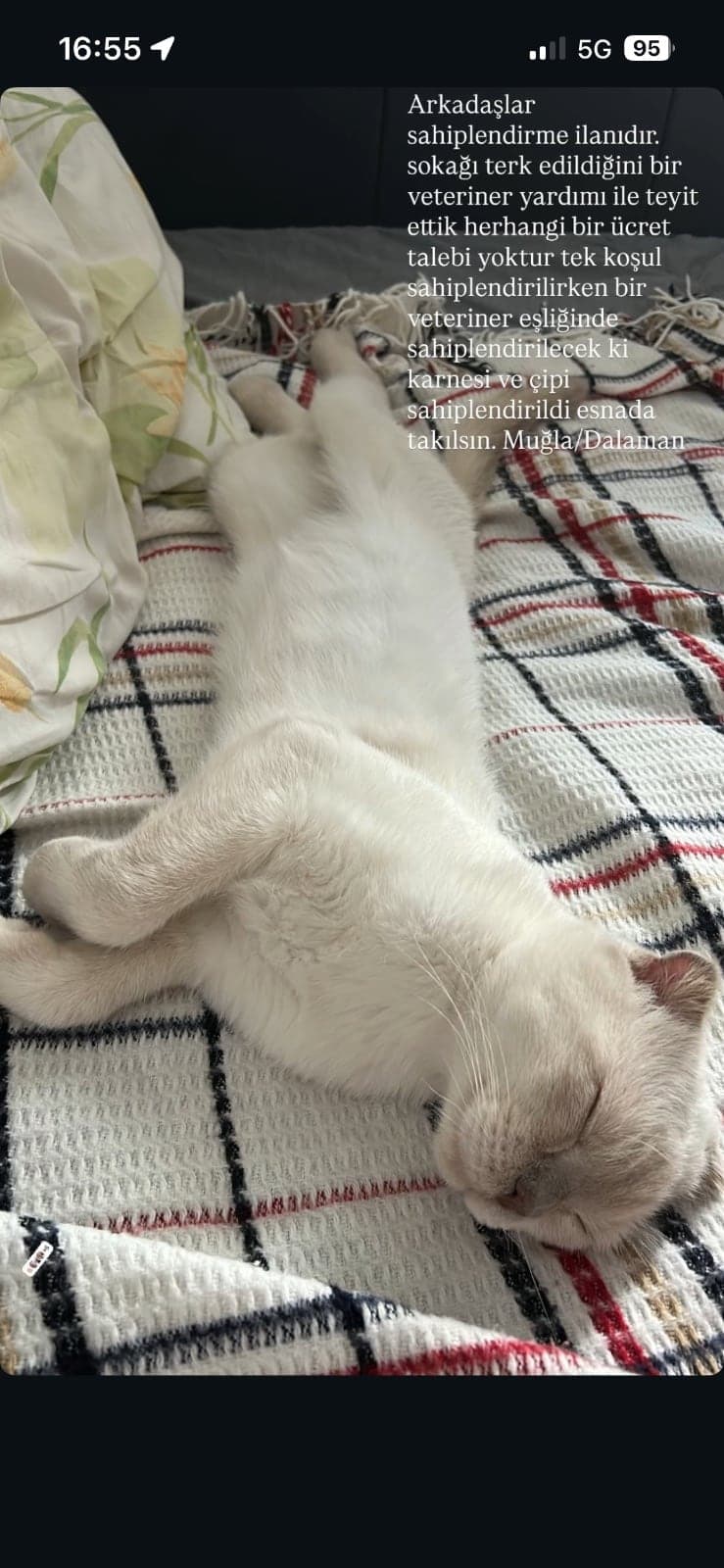 Paşa Scottish Fold Kedi, Muğla