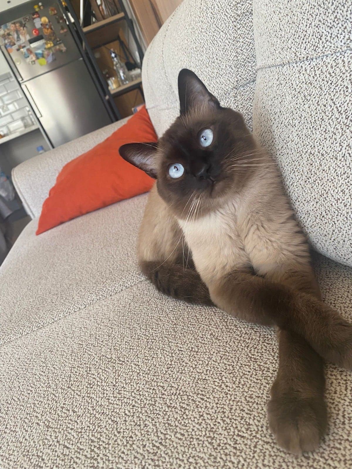 Ziya Siyam Kedisi Kedi, İstanbul