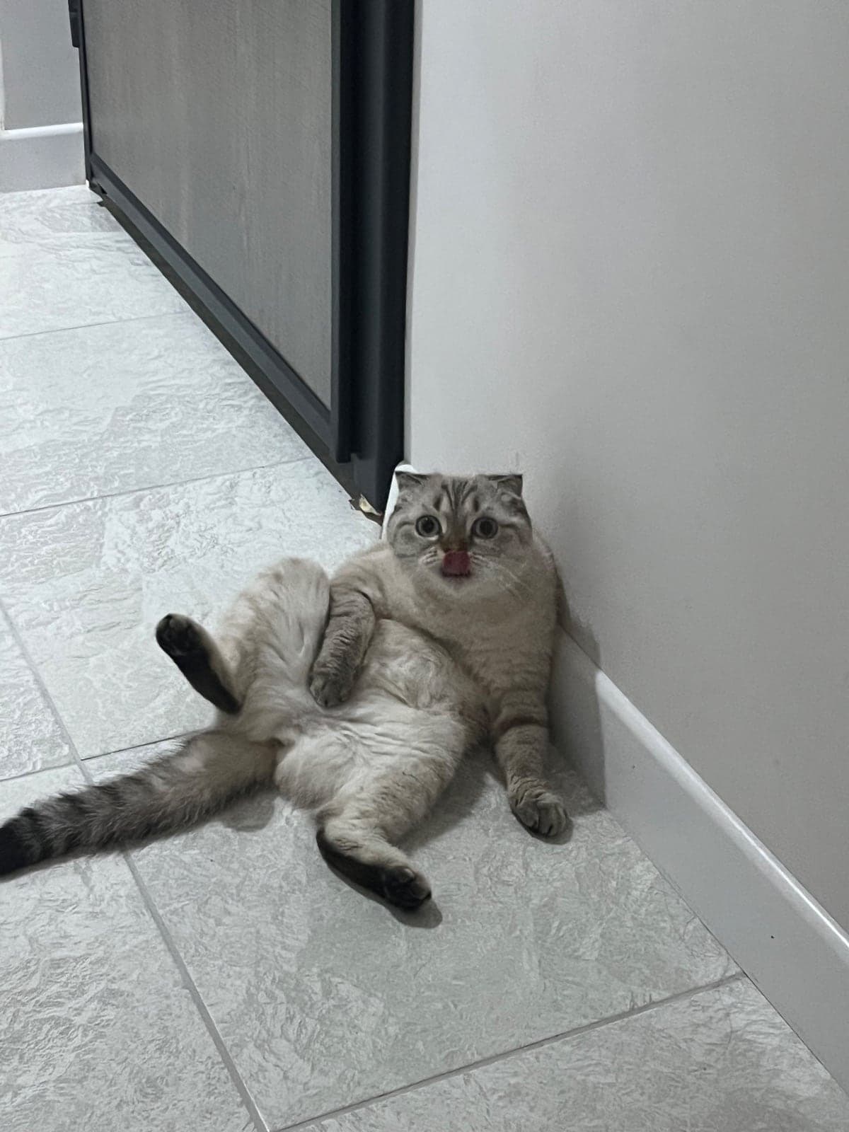 BALIM Scottish Fold Kedi, İstanbul