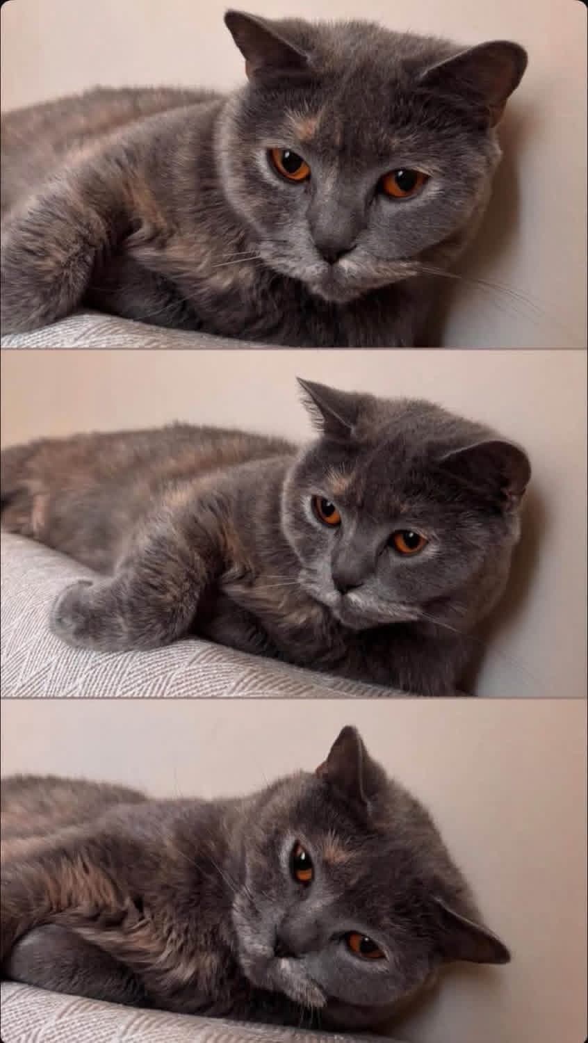 Luna British Shorthair Kedi, Adana
