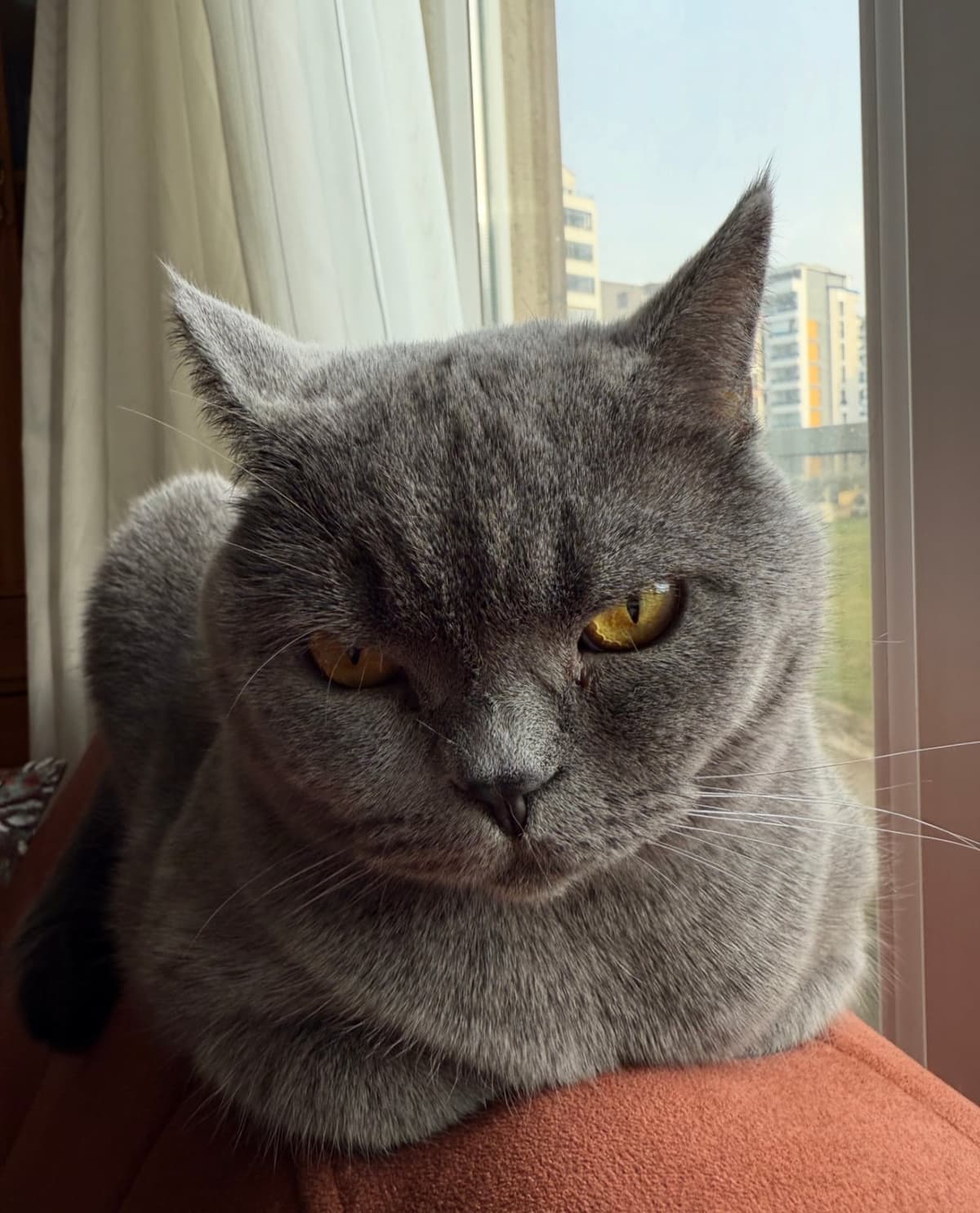 LOLA British Shorthair Kedi, Bursa