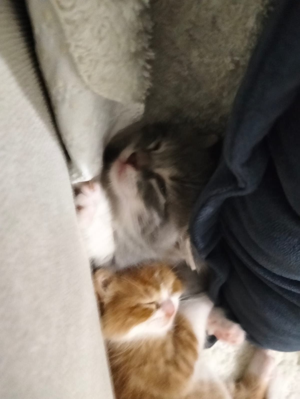 İsmi yok Tekir Kedi, Kocaeli