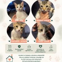 Zilli Tekir Kedi, Bursa