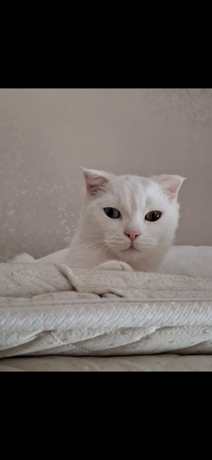 Yavru British Shorthair Kedi, Antalya