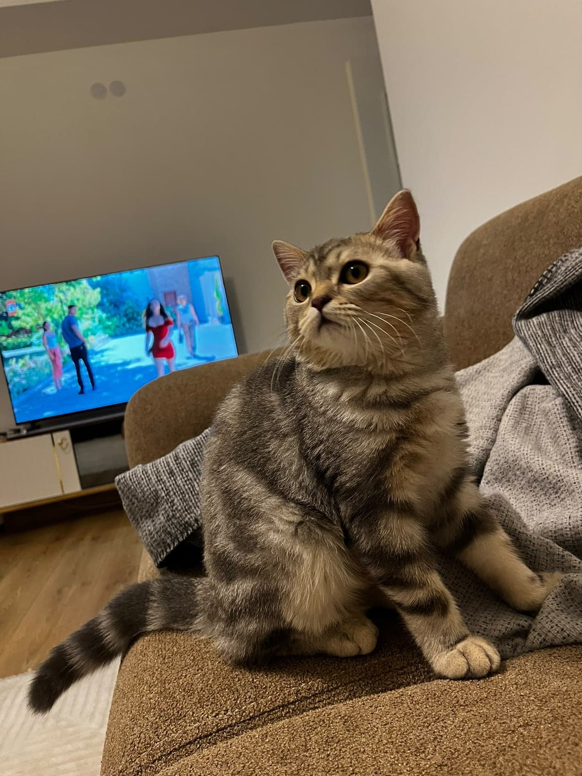 Paşa British Shorthair Kedi, Ankara