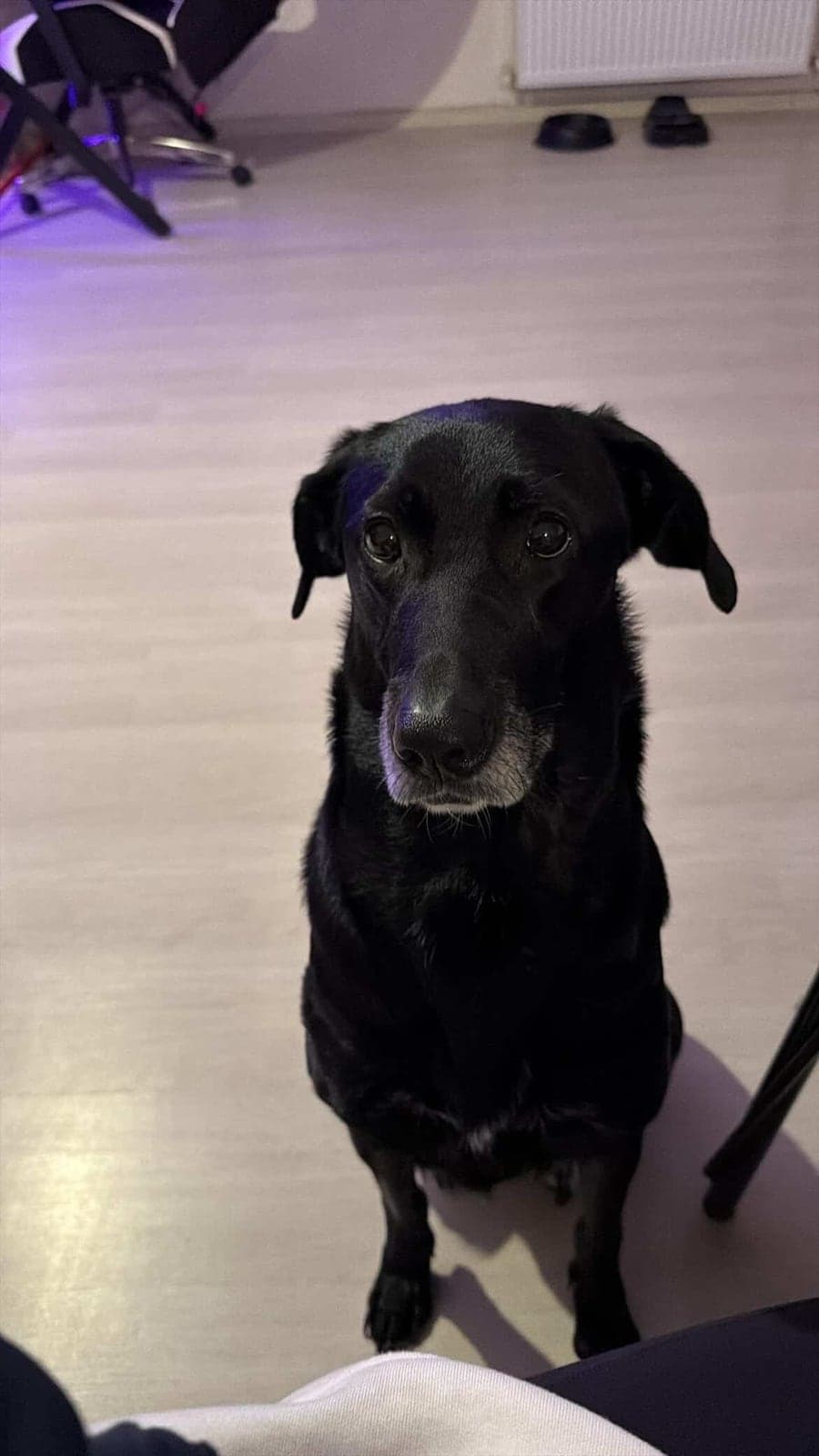 Şila Labrador Retriever Köpek, Kocaeli