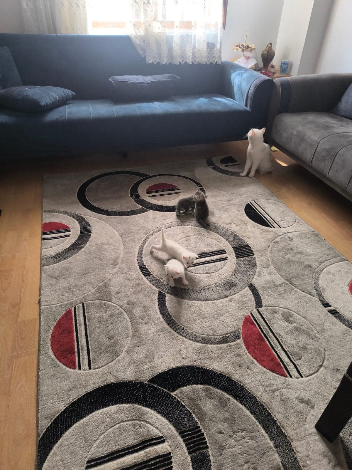 Yunurcak Bilmiyorum Kedi, Ankara