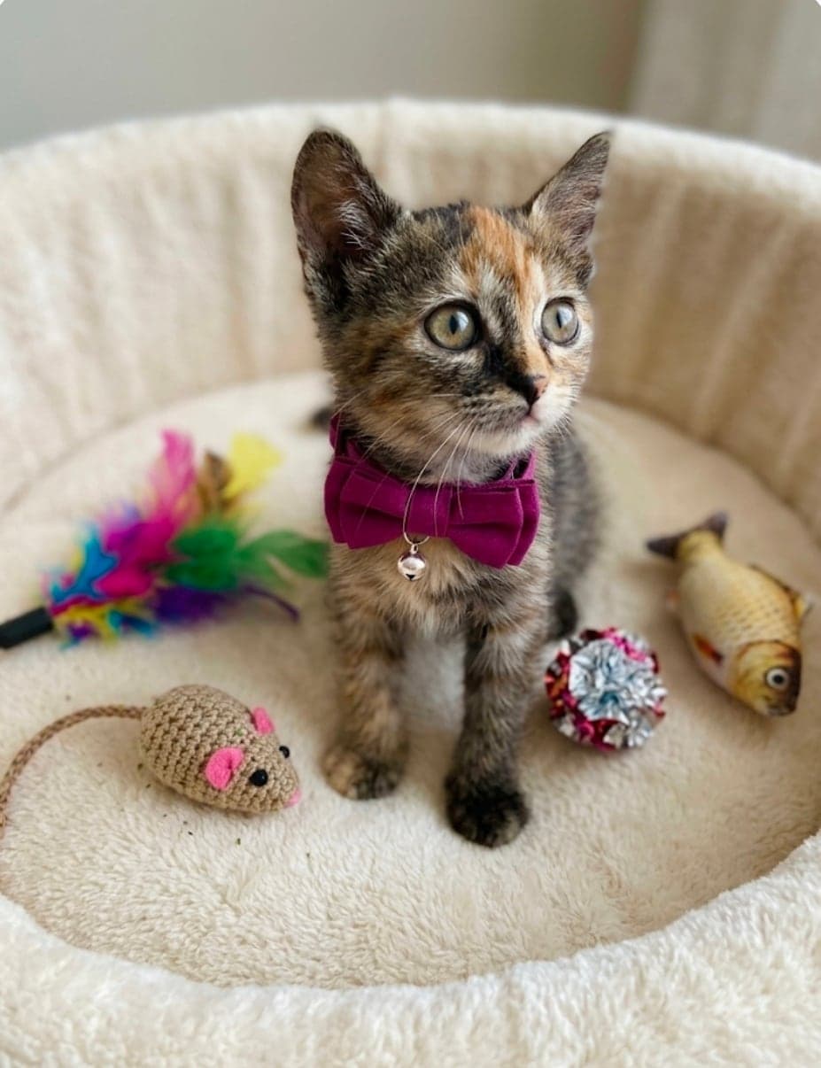Buket Melez Kedi, İstanbul
