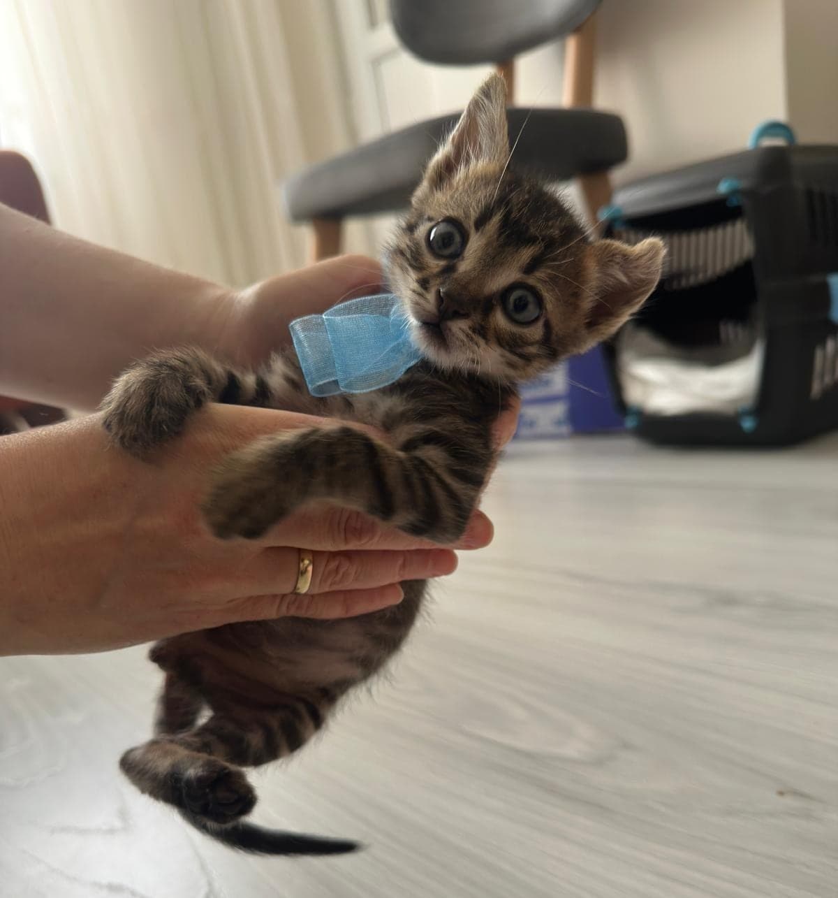 Adı Gofret, 7 haftalık erkek yavru kedi (Ücretsiz Sahiplendirme) Tekir Kedi, Tekirdağ