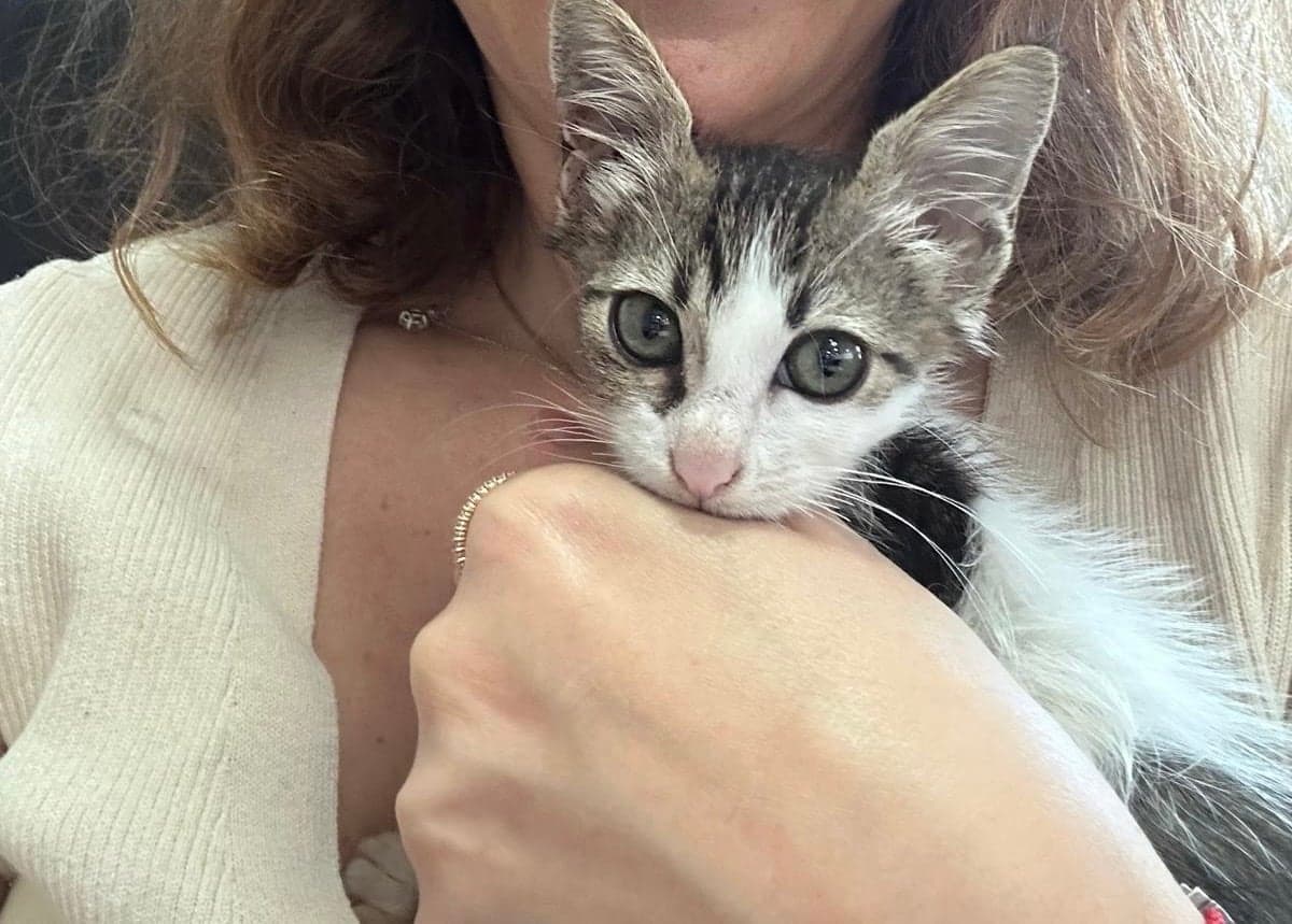 Şakir Tekir Kedi, İstanbul