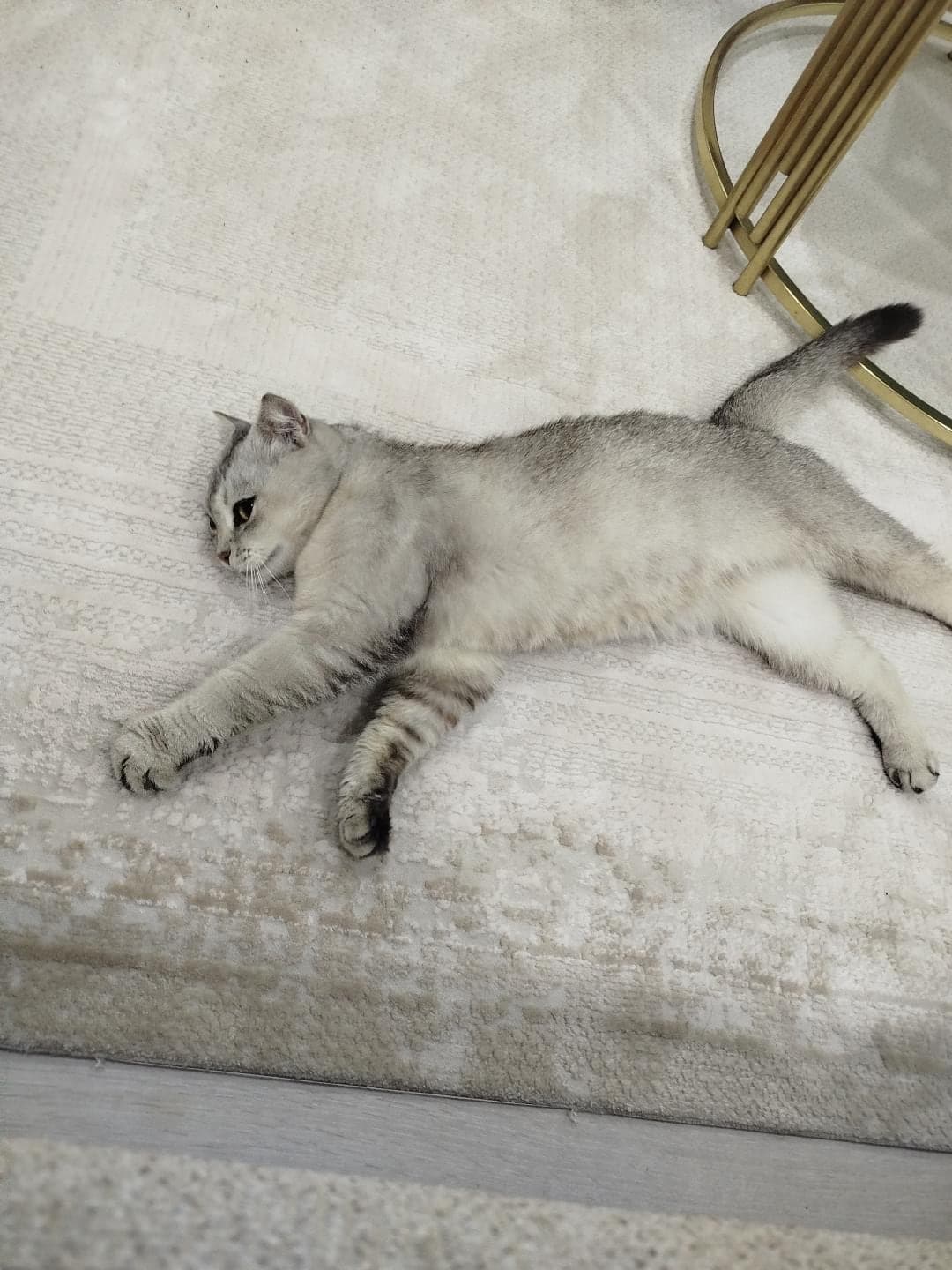 Müezza Scottish Fold Kedi, Kocaeli