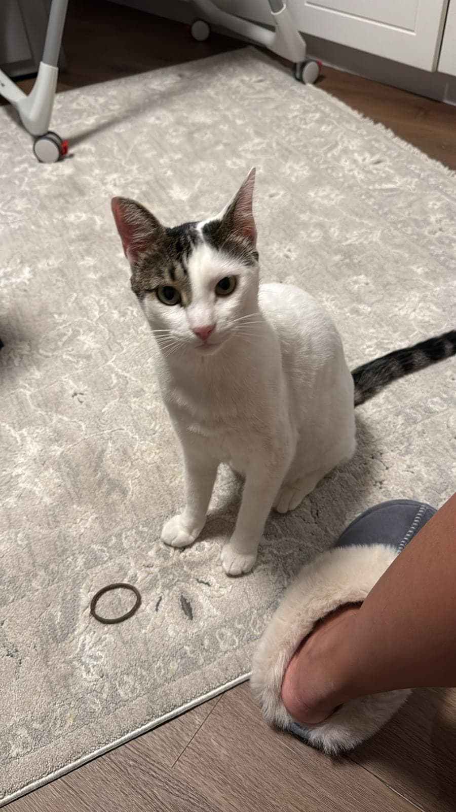 Sütlaç Tekir Kedi, Çanakkale