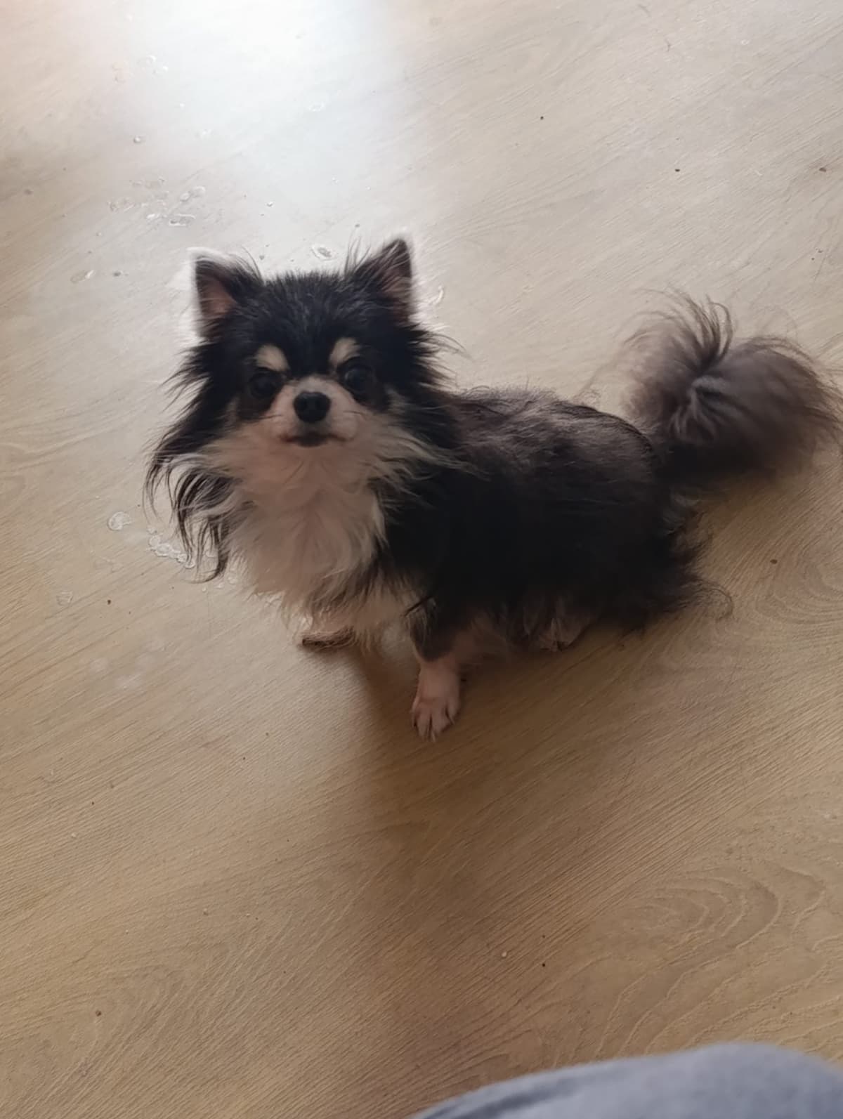 Mama karşılığı kısır erkek şivava Chihuahua Köpek, İstanbul