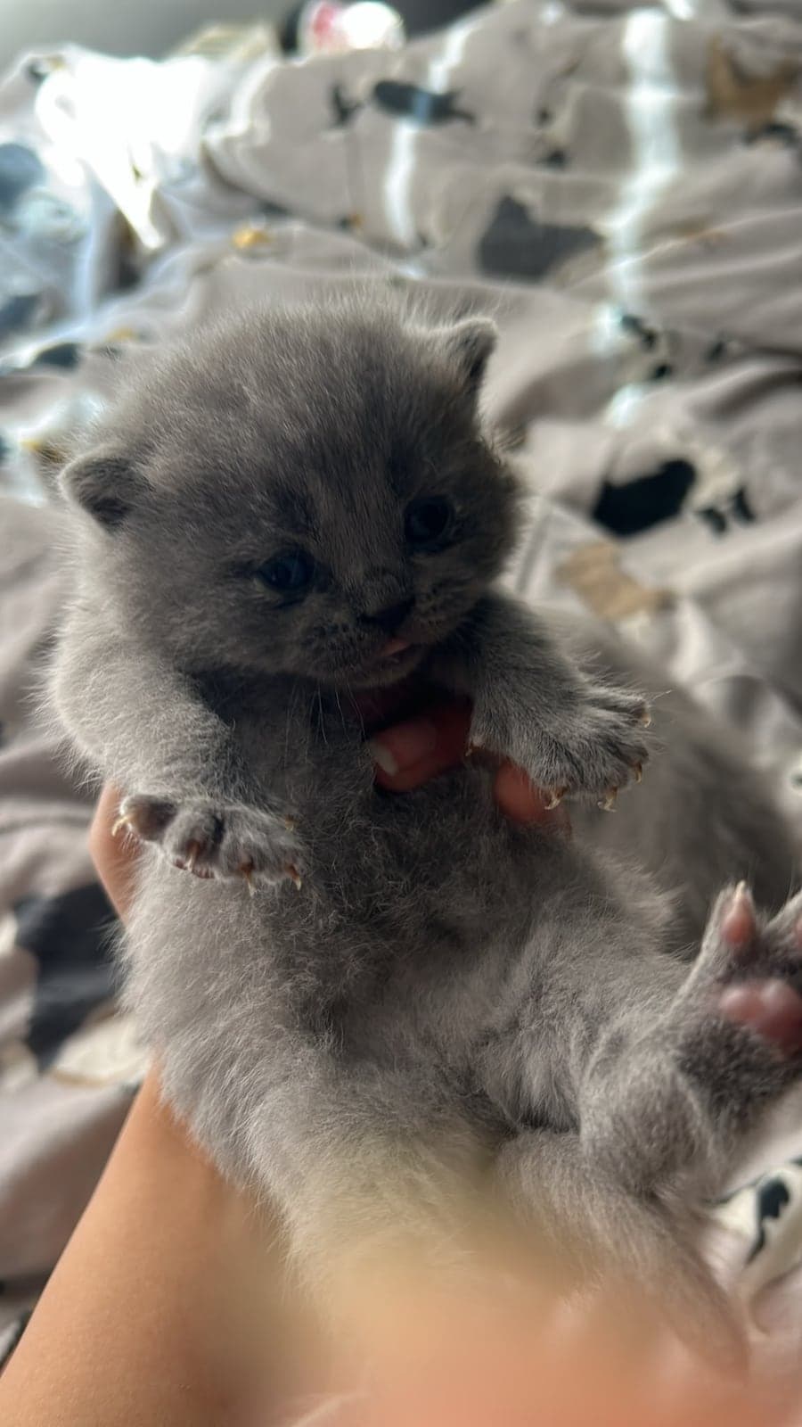 SCOTISH FOLD Scottish Fold Kedi, Eskişehir