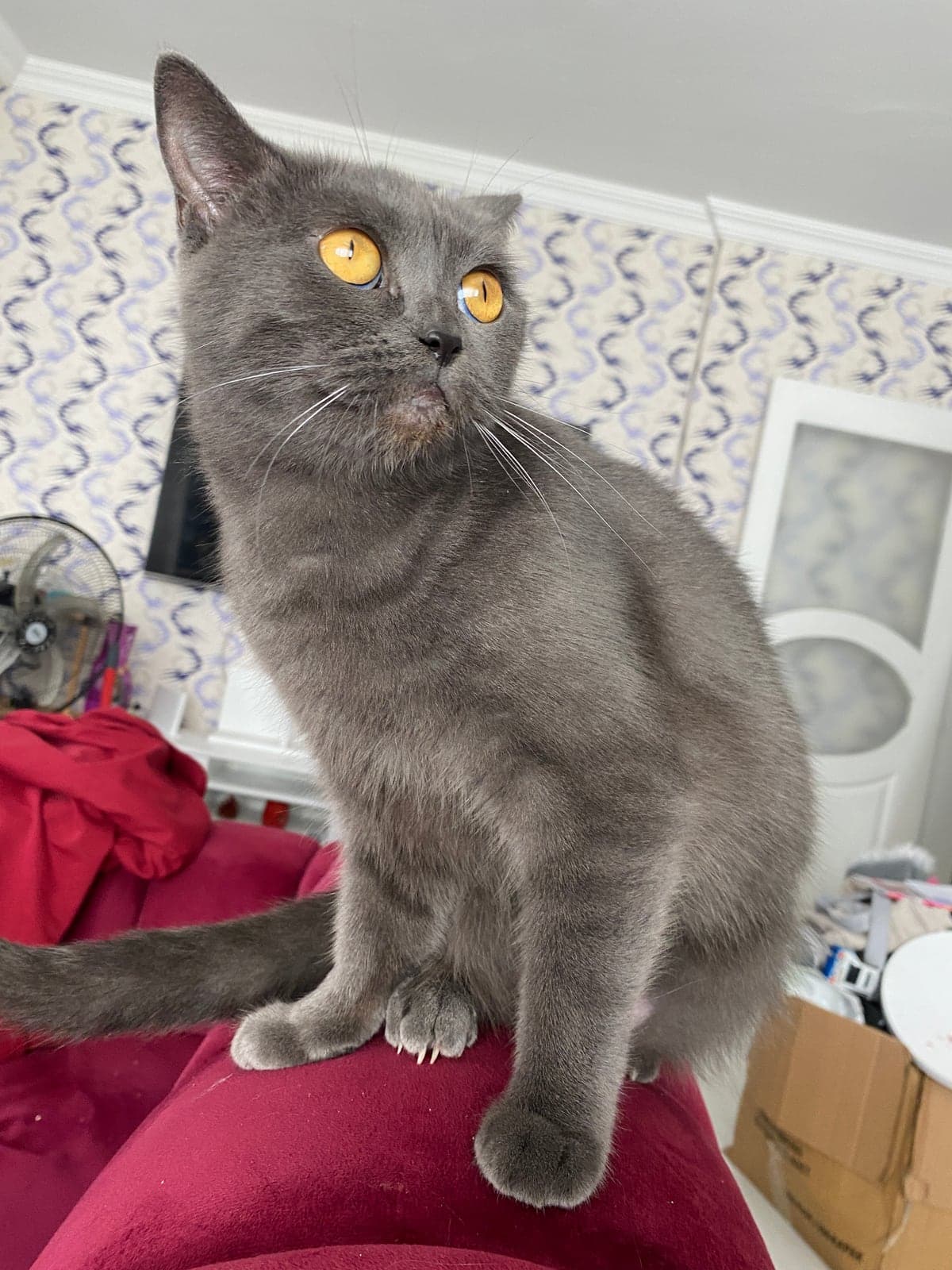 Mila British Shorthair Kedi, Manisa
