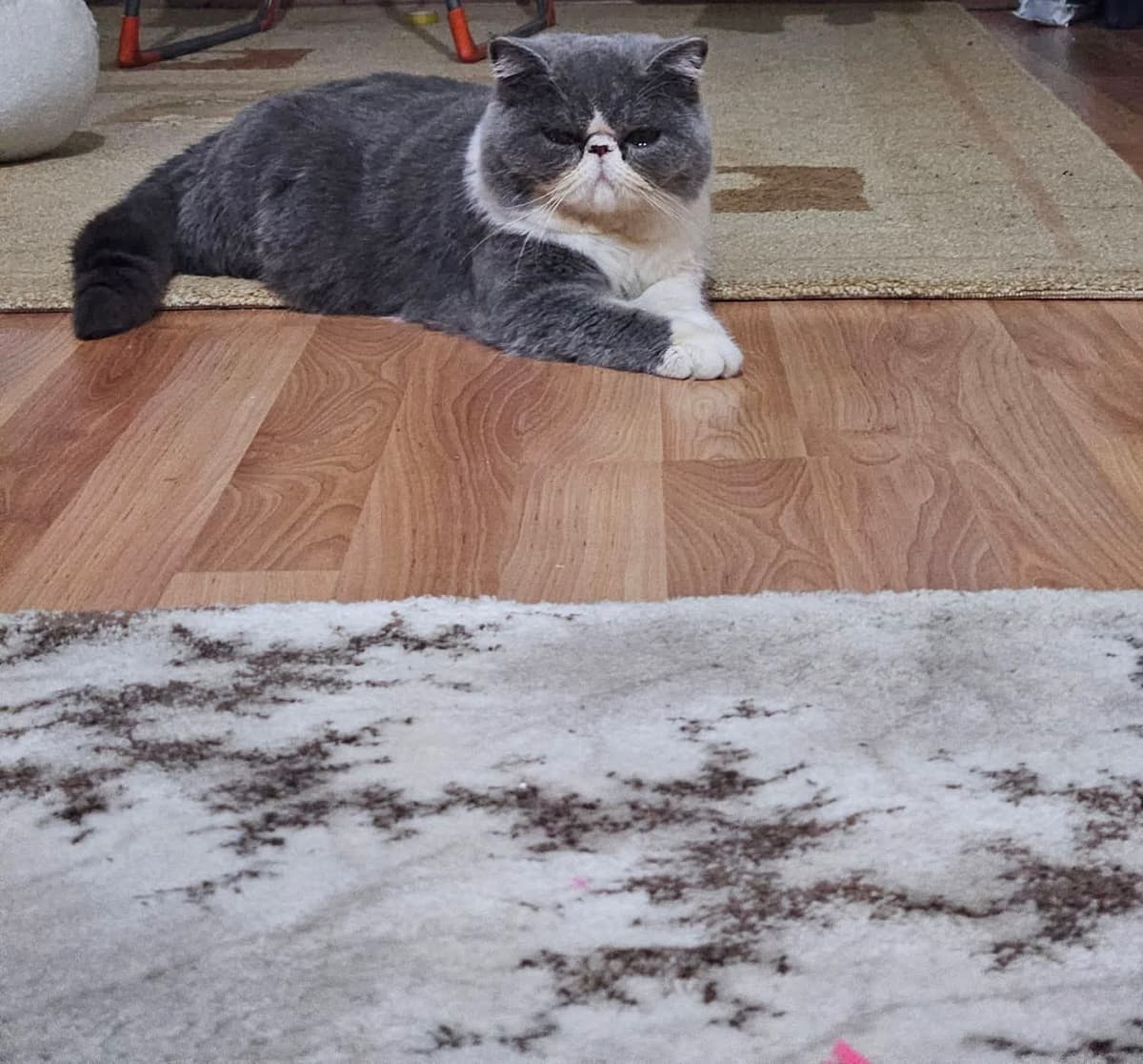 Fox Exotic Shorthair Kedi, Kocaeli
