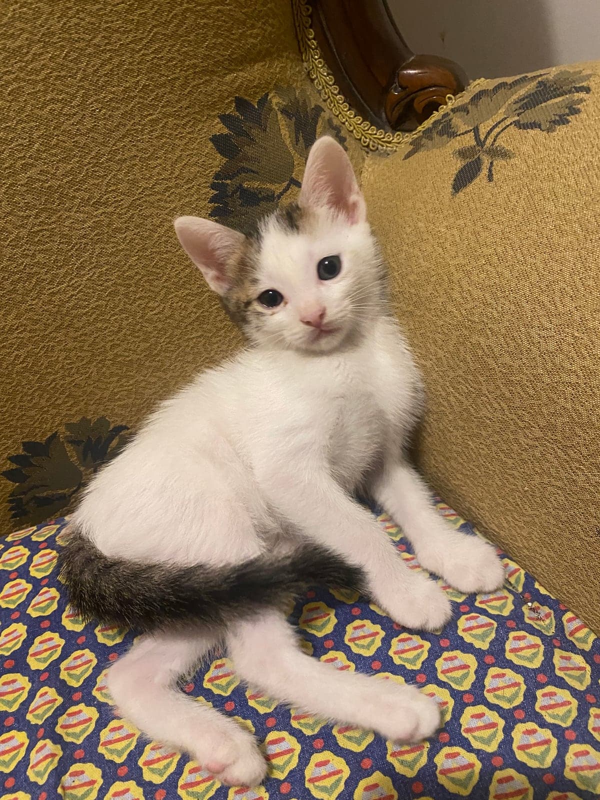 Kedi Bilmiyorum Kedi, İstanbul