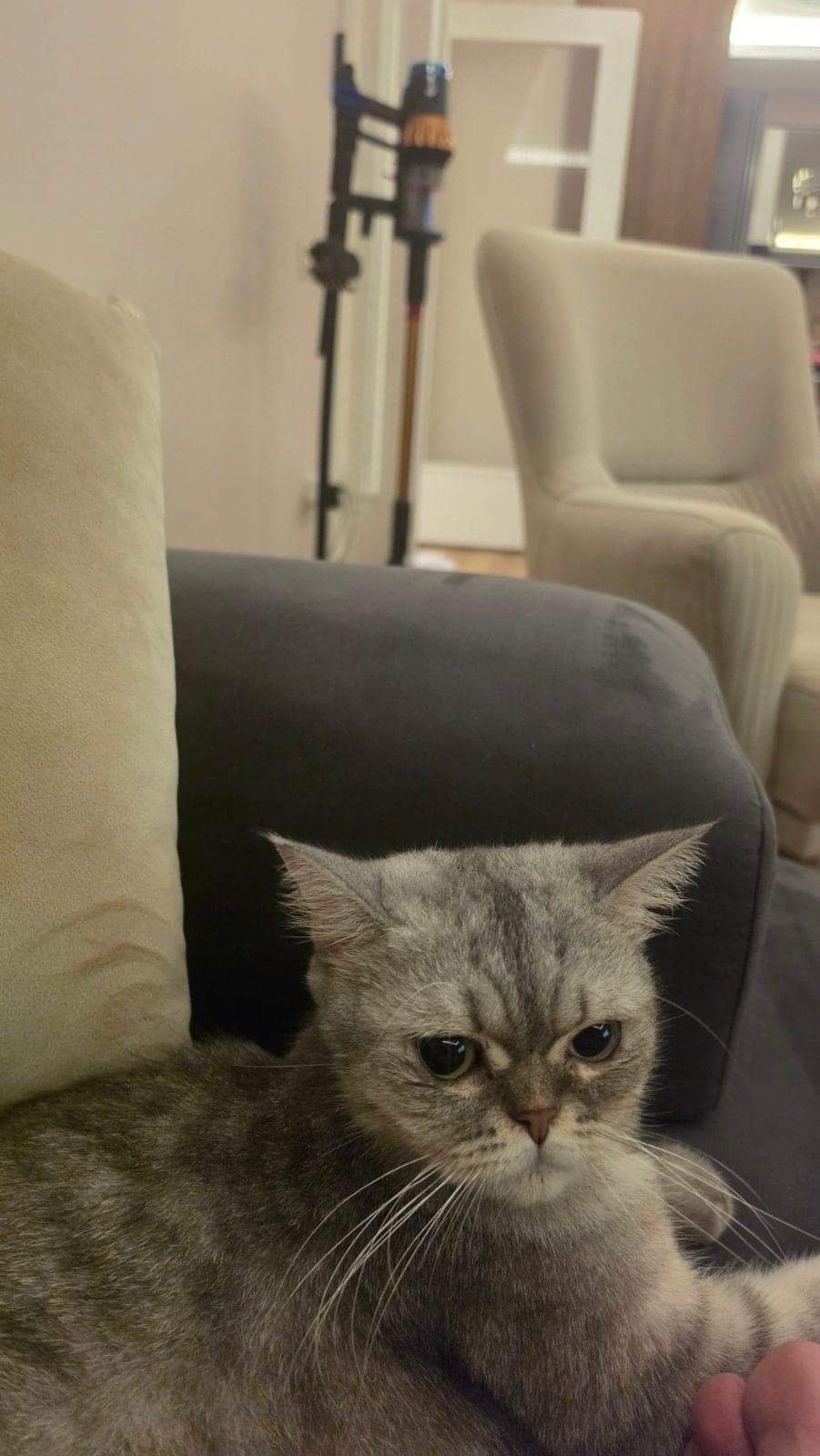 Kedi Scottish Straight Kedi, Mersin