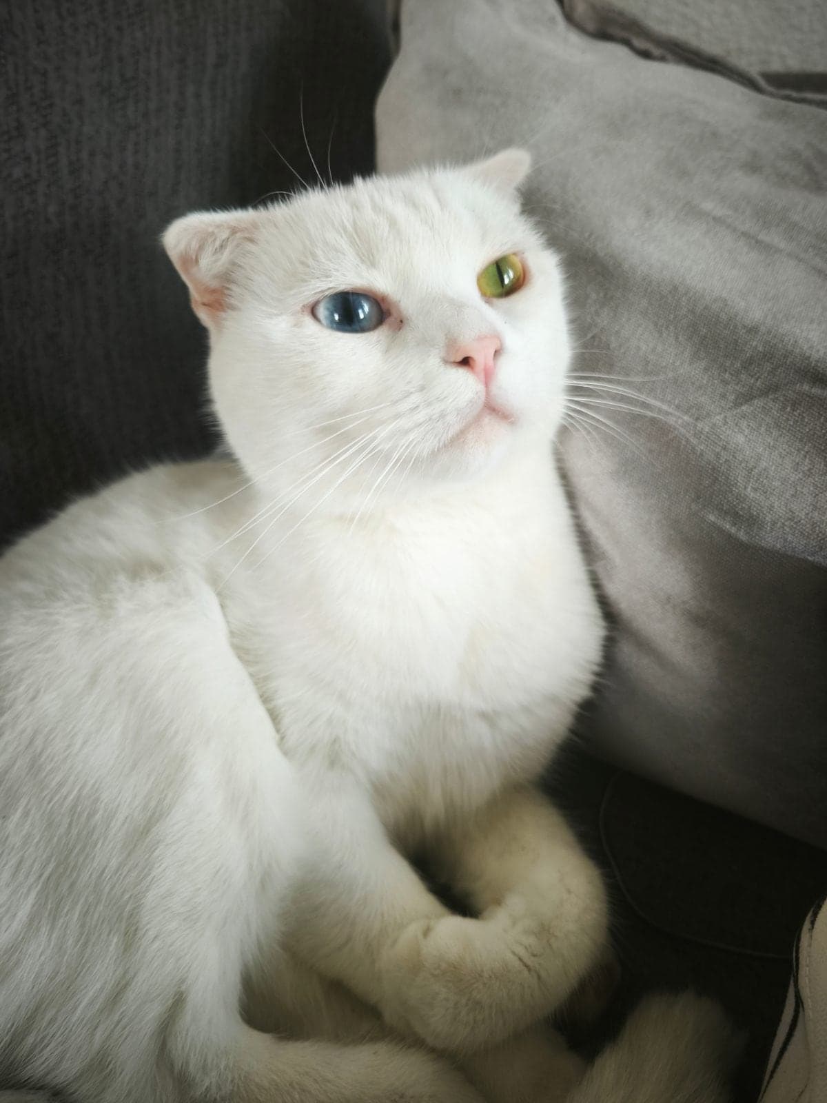 Luna Van Kedisi Kedi, Yalova
