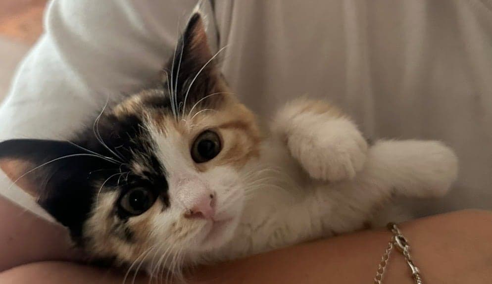 Melez / Karışık · Kedi Bilmiyorum Kedi, İstanbul