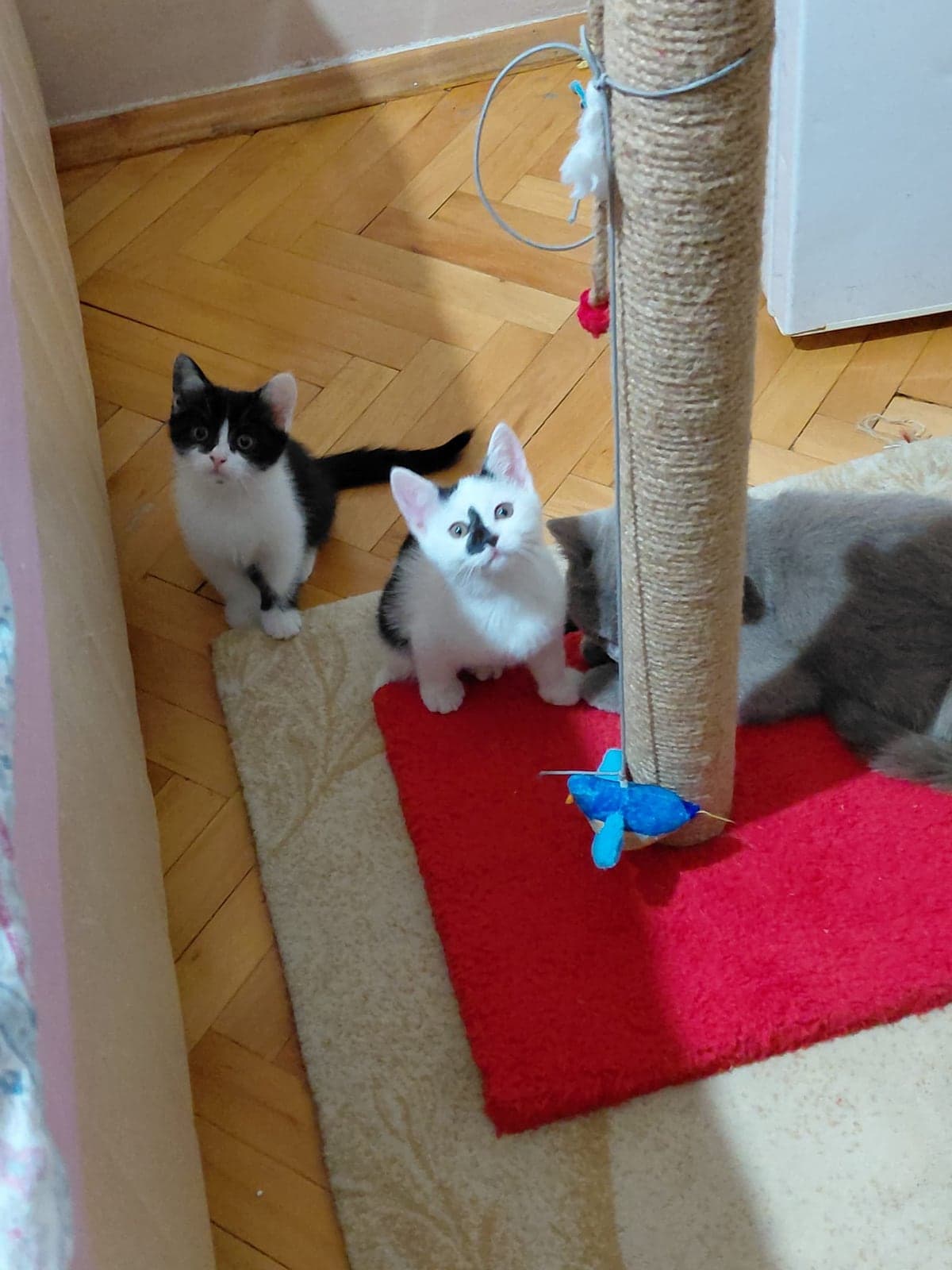 kedi Sokak Kedisi Kedi, Ankara