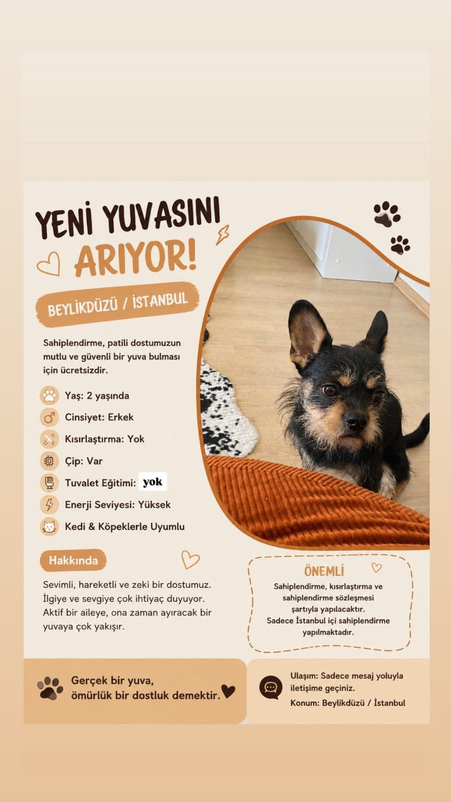 bu güzel çocuk yuva aramakta Bilmiyorum Köpek, İstanbul
