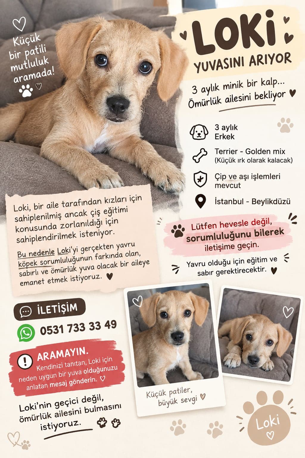 Loki acilen yuva arıyor sokağa gitmesin lütfen Bilmiyorum Köpek, İstanbul