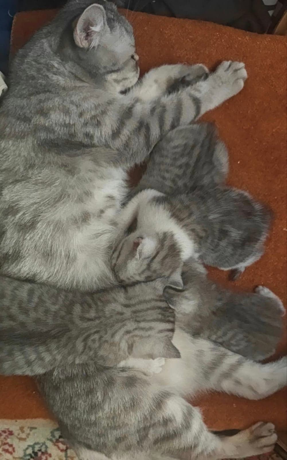 isimsiz Melez Kedi, Ankara
