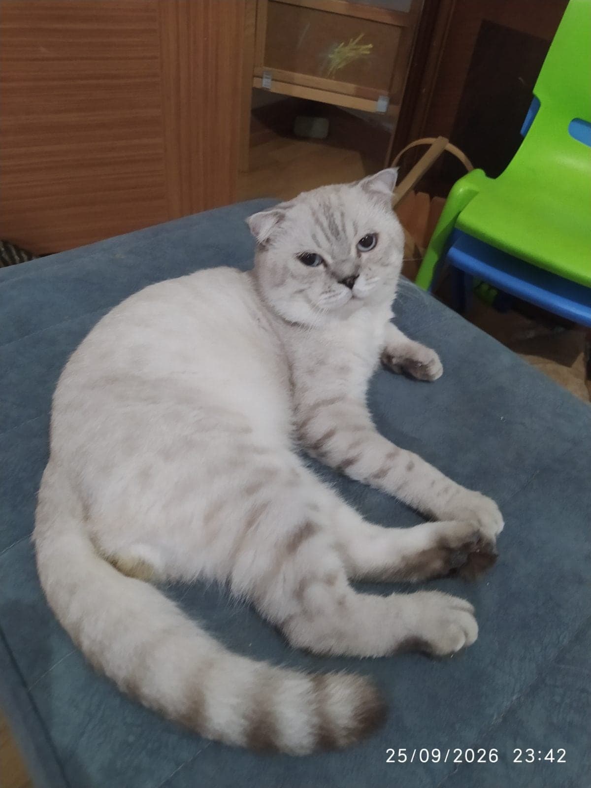 Pamuk Bilmiyorum Kedi, Adana