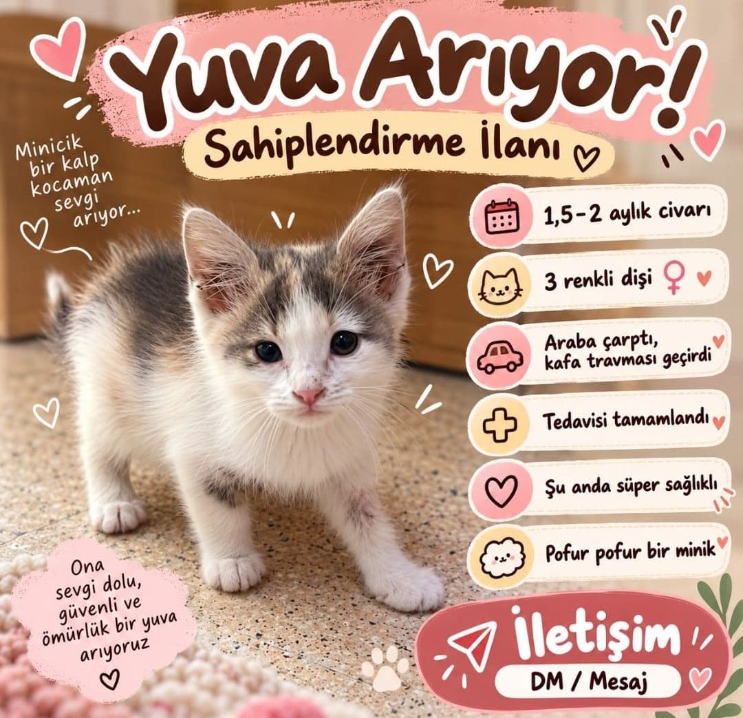 Ankara – Ömürlük Yuva Arayan 2 Aylık Tatlı Bir Yavru 🐾❤️ Tekir Kedi, Ankara