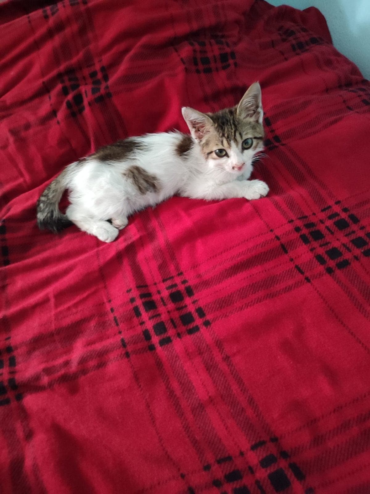Prenses Tekir Kedi, Aydın